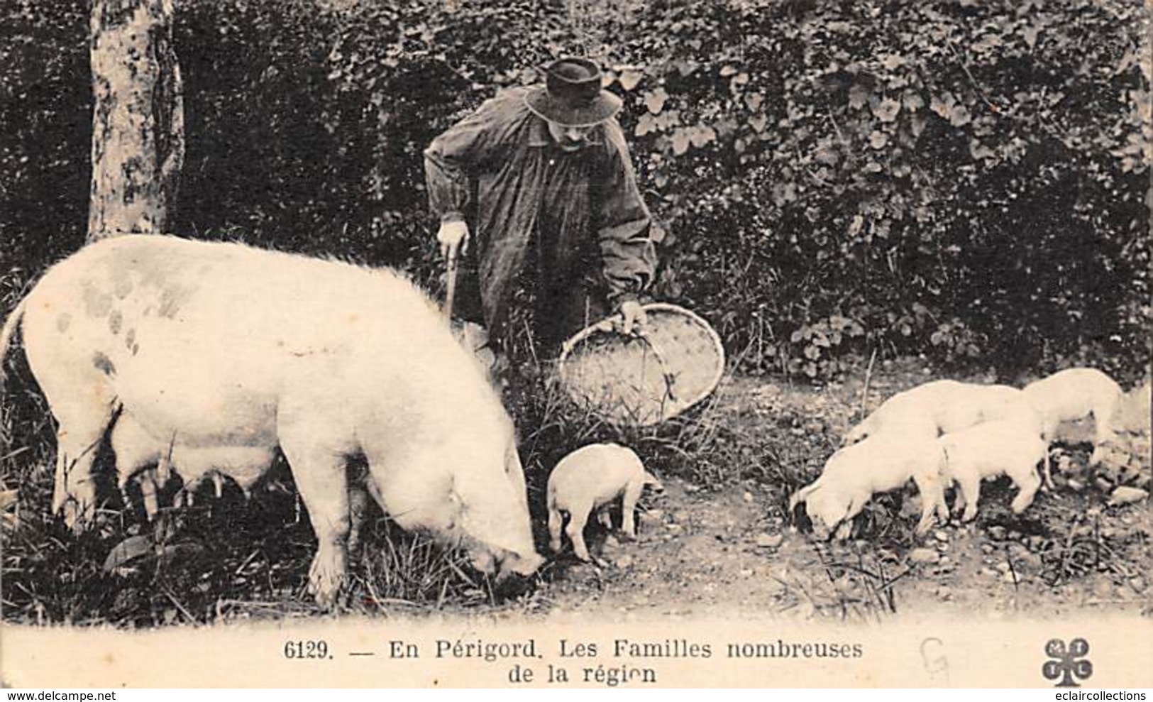 Périgord. Métiers Et Divers    24        Chercheur De Truffes Cochon..Famille Nombreuse     (voir Scan) - Otros & Sin Clasificación