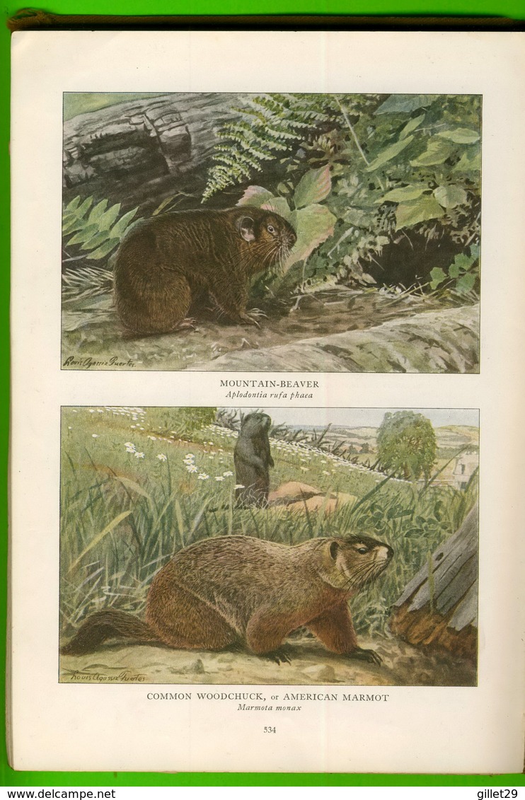 BOOKS - NATIONAL GEOGRAPHIC SOCIETY - WILD ANIMALS OF NORTH AMERICA BY EDWARD W. NELSON, 1918 - 612 PAGES - - Tiere