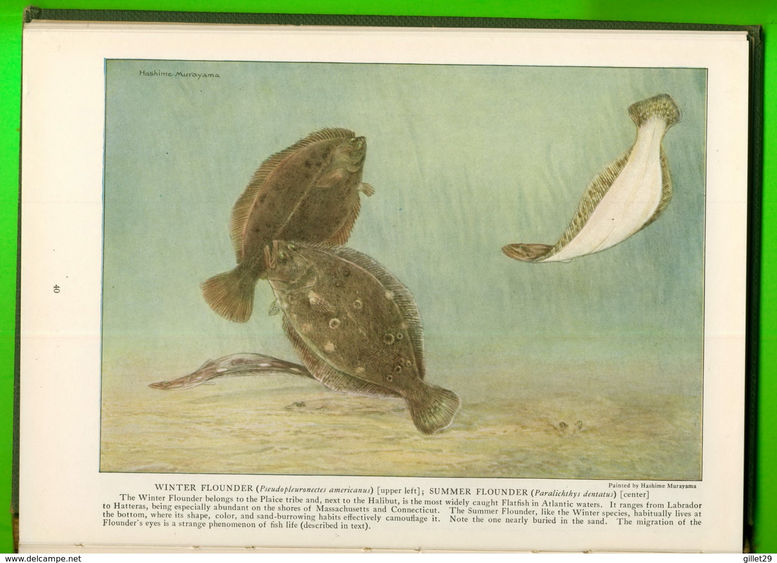 BOOKS - NATIONAL GEOGRAPHIC SOCIETY - THE BOOK OF FISHES, 1924 - 134 ILLUSTRATIONS - 244 PAGES - - Tiere