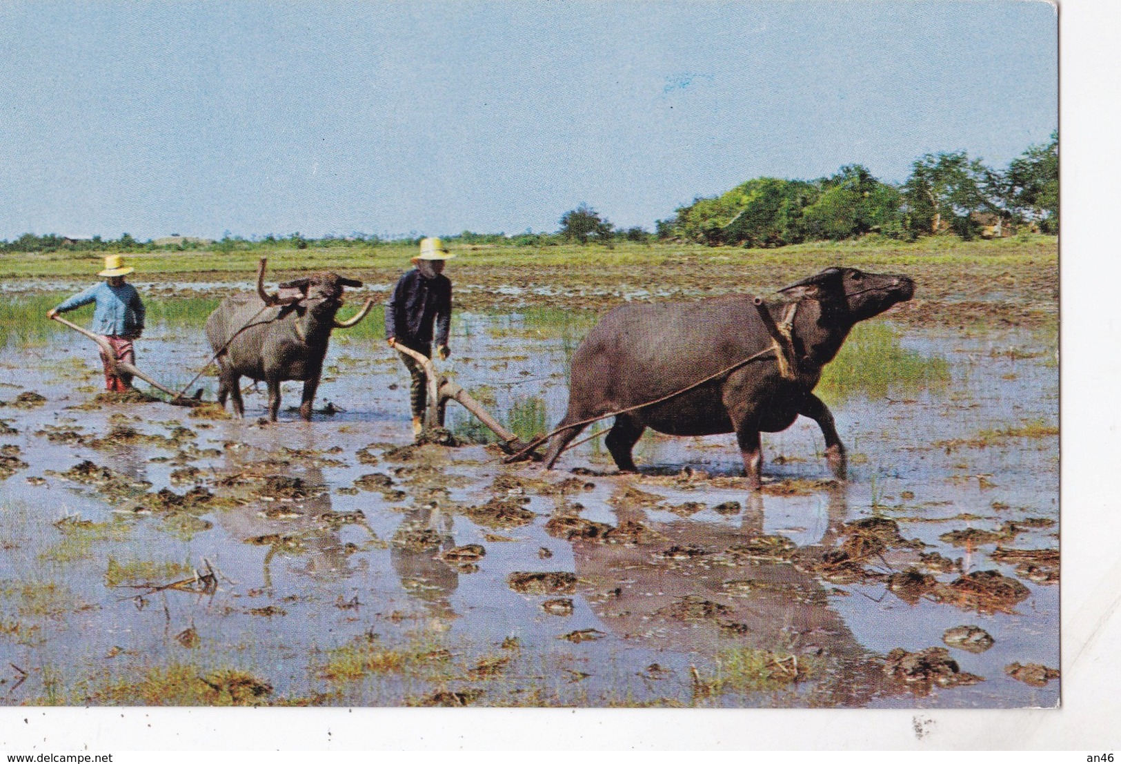 RICE CULTIVATIONN IN THAILAND PLOUHING WITH BUFFALOES   VG  AUTENTICA 100% - Tailandia