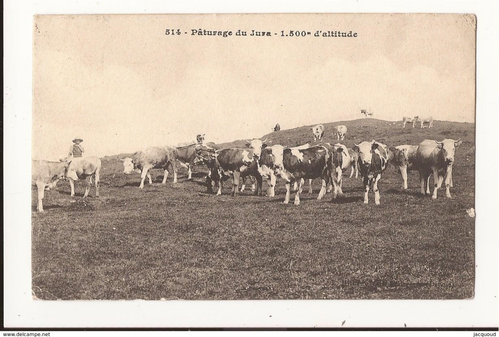 Jura Pâturage Du Jura 1.500 M D'altitude - Autres & Non Classés