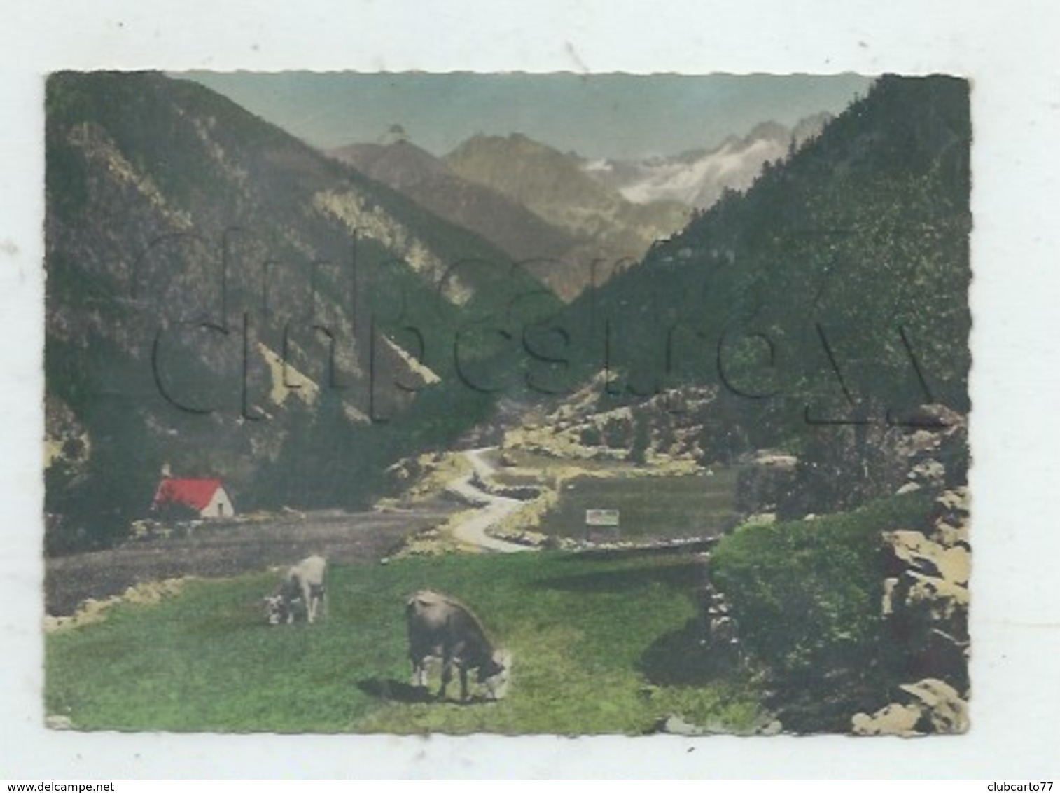 Saint-Martin-Vésubie (06) : MP De Vaches Au Pâturage Dans La Vallée Du Boréon En 1962 GF. - Saint-Martin-Vésubie