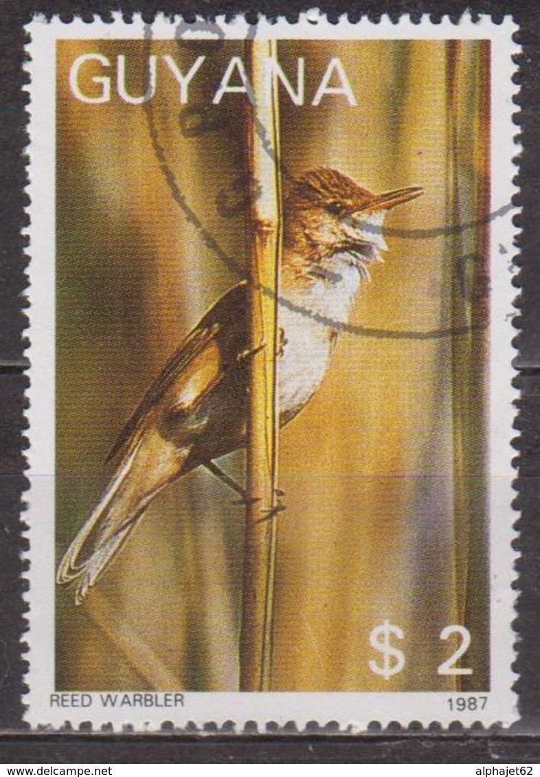 Faune, Oiseau - GUYANA - GUYANE - Fauvette Des Roseaux - N° 1769 - 1988 - Guyane (1966-...)