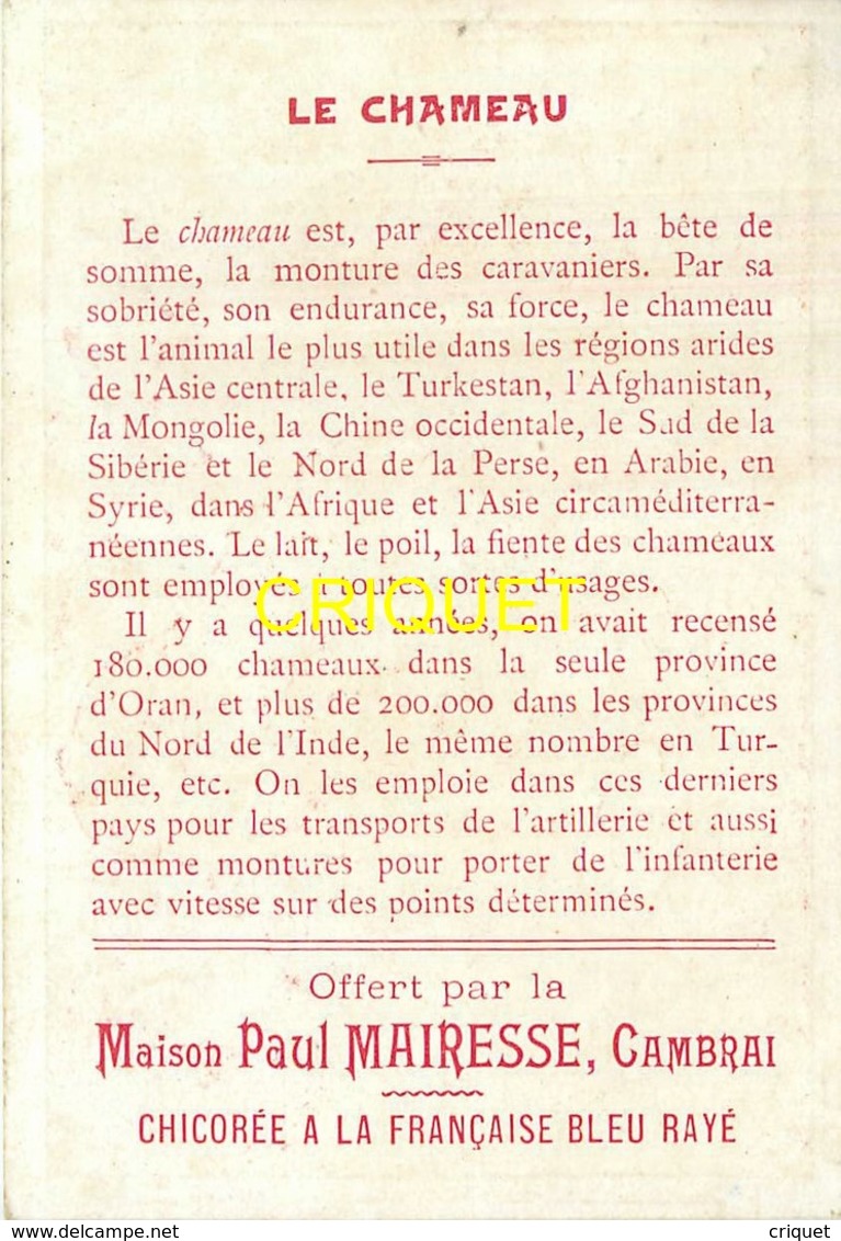 Chromo Chicorée Mairesse à Cambrai, Le Chameau, Caravane, Pyramide Et Sphynx En Arrière.... - Autres & Non Classés