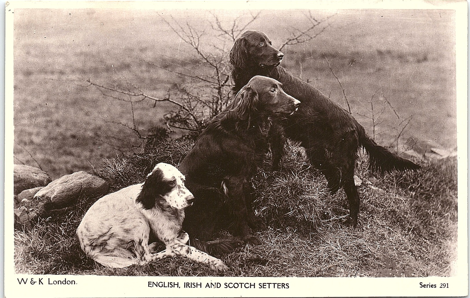 Animals - Dogs, English, Irish And Scotch Setters, Real Photo - Dogs