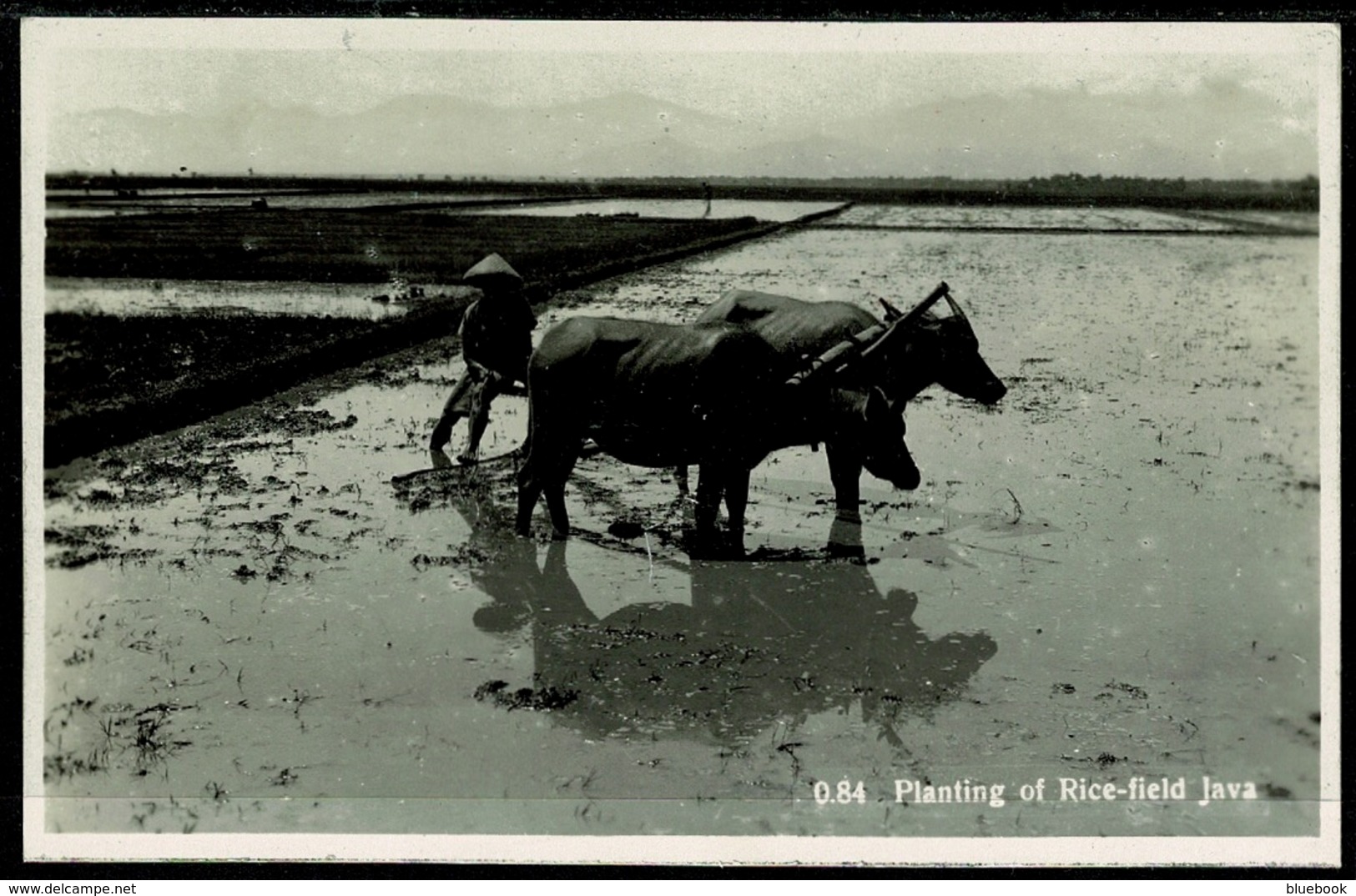 Ref 1273 - Early Real Photo Ethnic Postcard - Planting Of Rice-Field - Java Indonesia - Indonesia