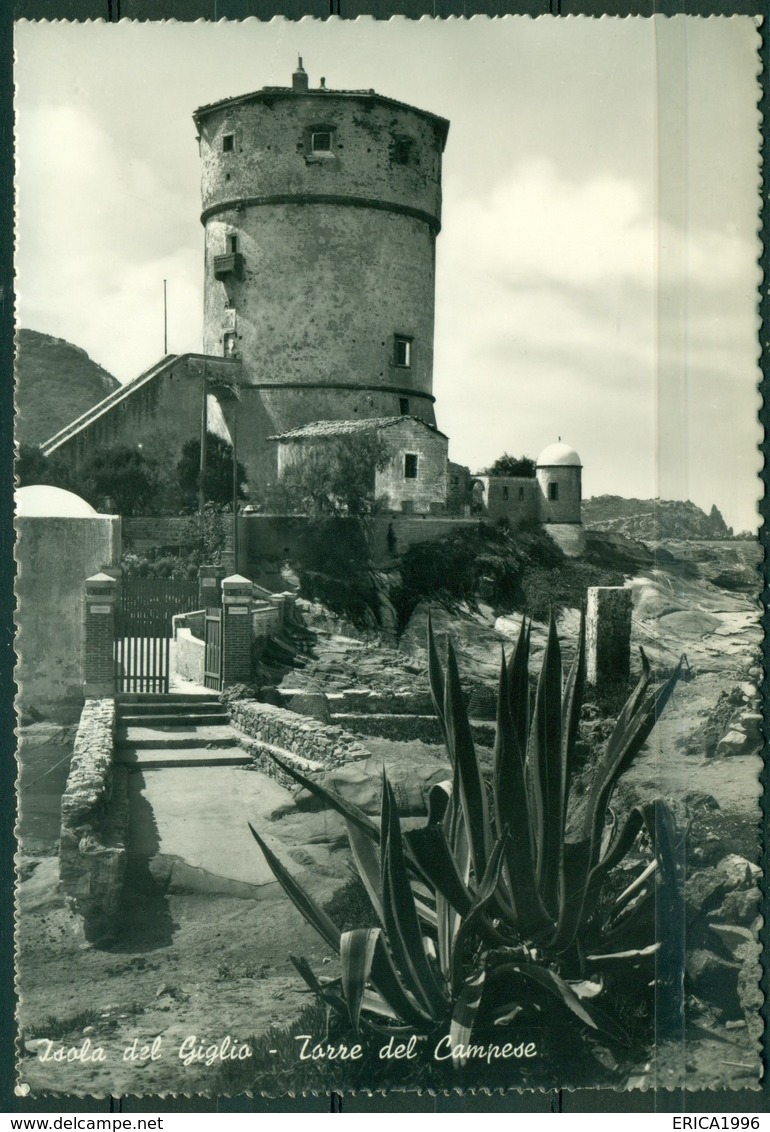 CARTOLINA - CV1697 ISOLA DEL GIGLIO (Grosseto GR) Torre Del Campese, FG, Viaggiata 1958, Ottime Condizioni - Grosseto