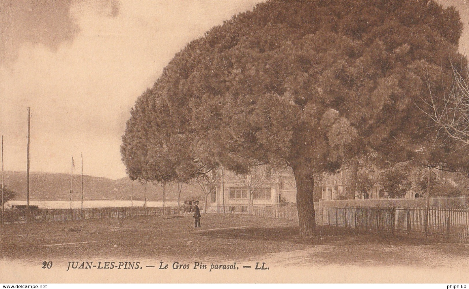 JUAN LES PINS  -  06  -  Le Gros Pin Parasol - Arbres