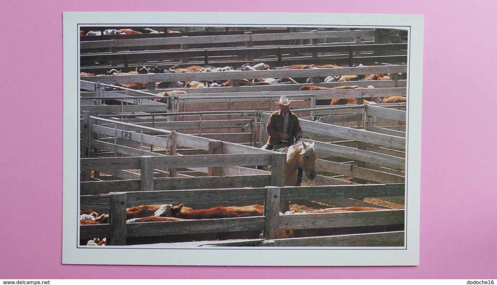 USA - AMARILLO - CATTLE IN THE CORRAL - Amarillo