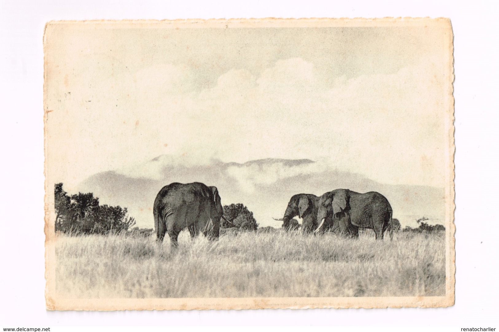 Eléphants Kashwa,plaine Du Lac Edouard.Expédié De Costermansville à Cerfontaine.(Erreur De Dateur:1962 Au Lieu De 1952) - Congo Belge