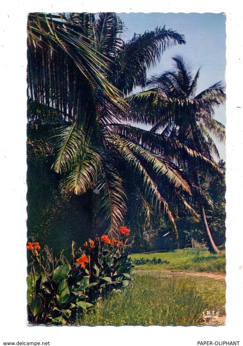 MADAGASKAR / MALAGASY - MAJUNGA, Cocotiers, 1963 - Madagaskar