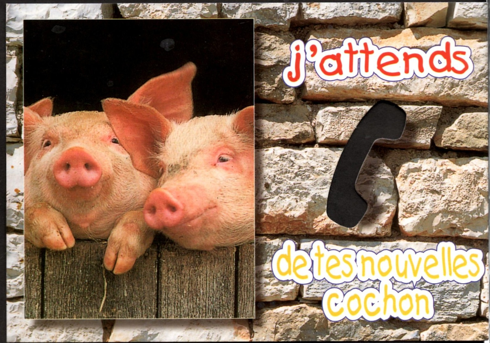 **J'attends De Tes Nouvelles Cochon** Carte à Trou NEUVE Edit Images Du Midi - Cochons