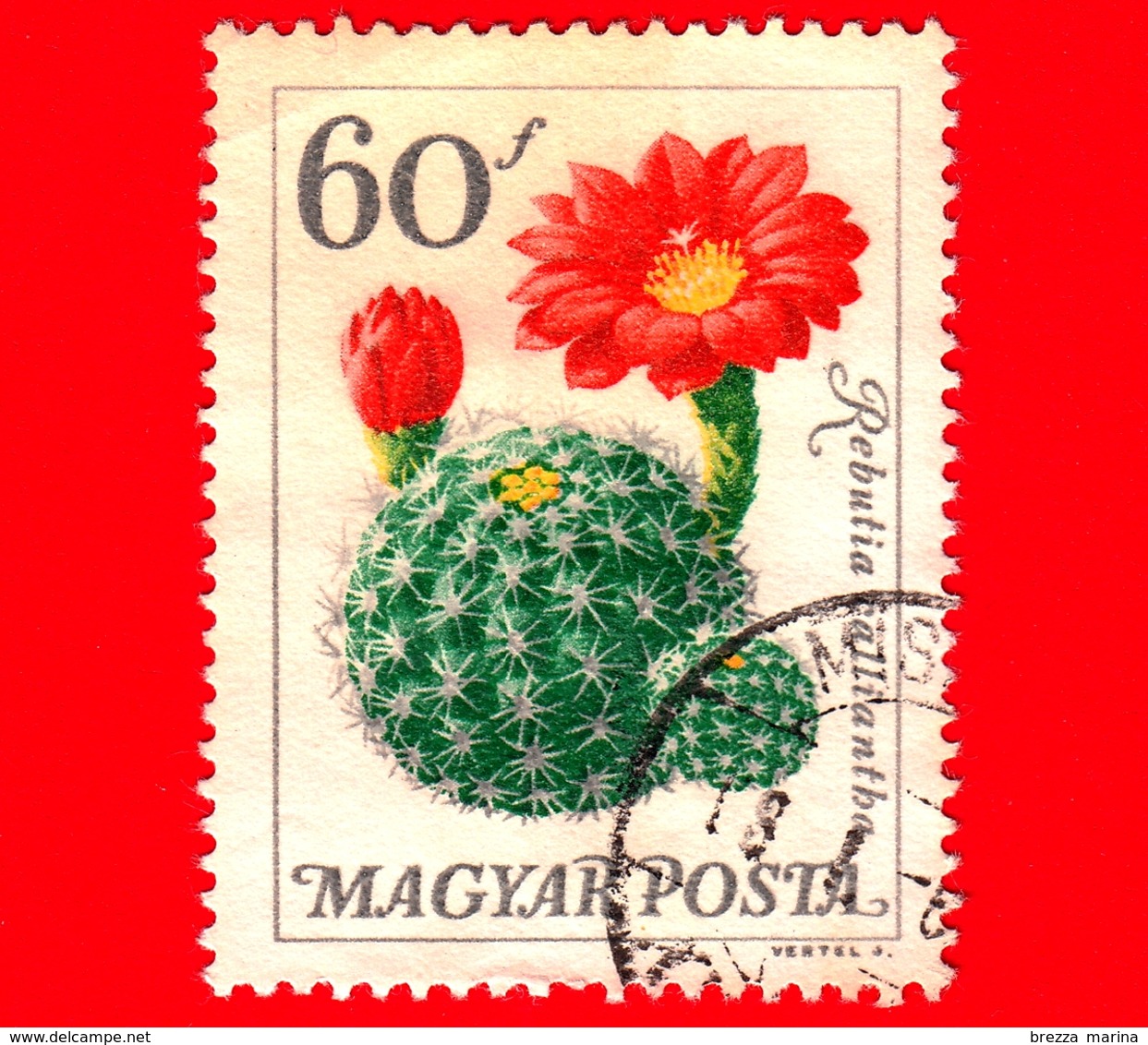 UNGHERIA - MAGYAR - Usato - 1965 - Fiori - Flowers -  Fleurs - Cactus - Rebutia Calliantha - 60 - Usado