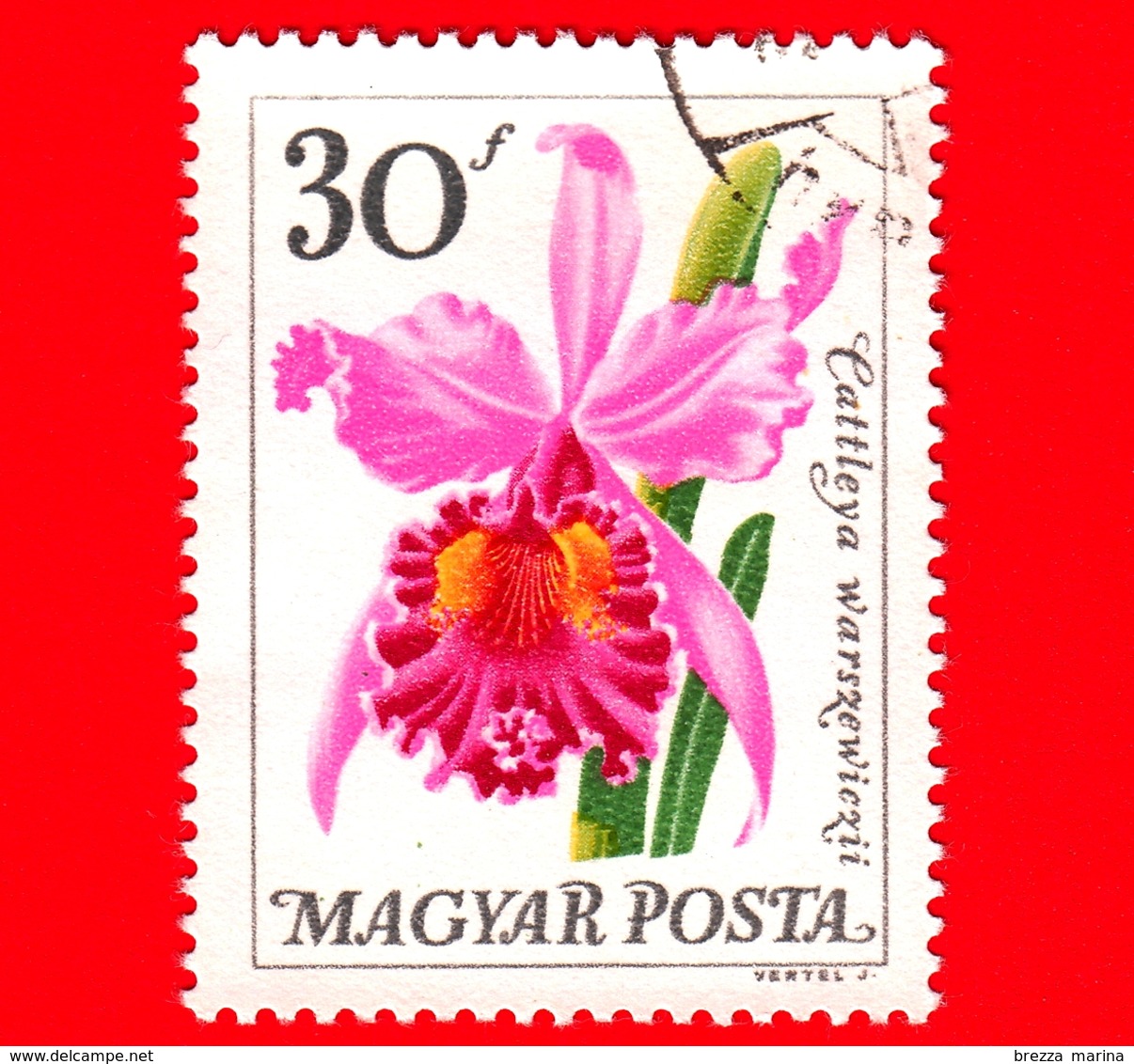 UNGHERIA - MAGYAR - Usato - 1965 - Fiori - Flowers -  Fleurs - Orchidea - Cattleya Warszewiczii - 30 - Usati