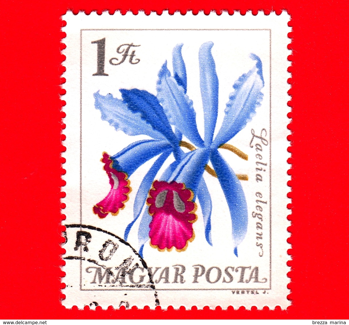 UNGHERIA - MAGYAR - Usato - 1965 - Fiori - Flowers -  Fleurs - Orchidea - Laelia Elegans - 1 - Usati