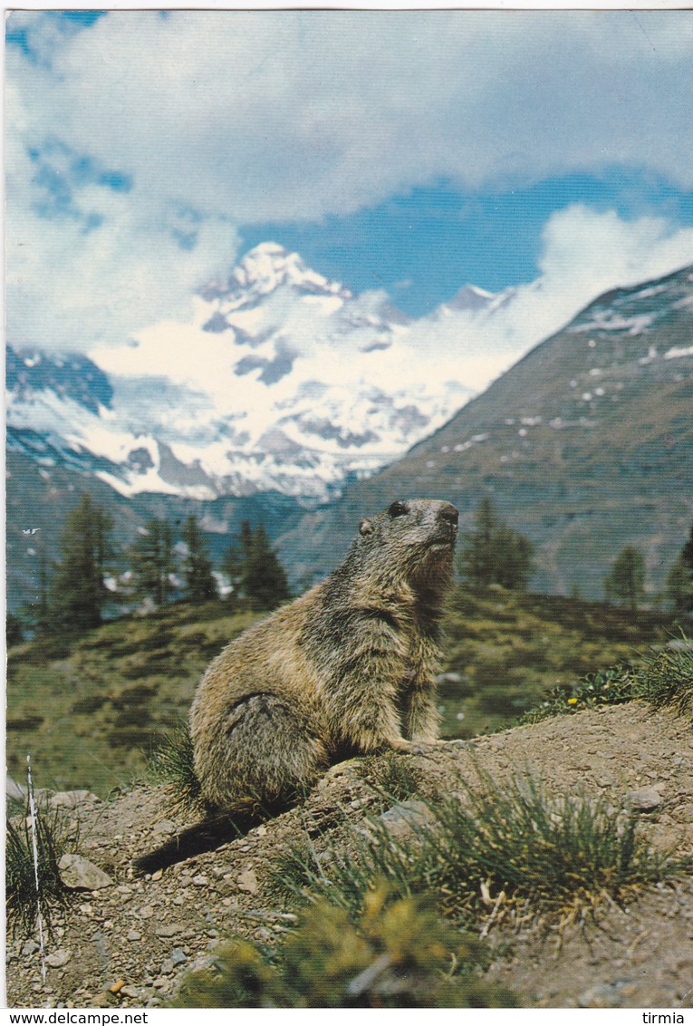 Alpenmurmeltier  -Marmotte Alpine - Animaux