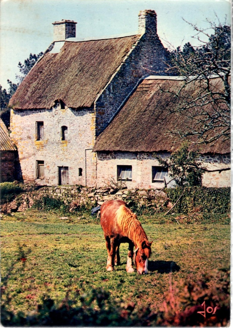 ** CHEVAL En Train De Paître Printemps En Bretagne ** CP écrite En 1981 TBE - Chevaux