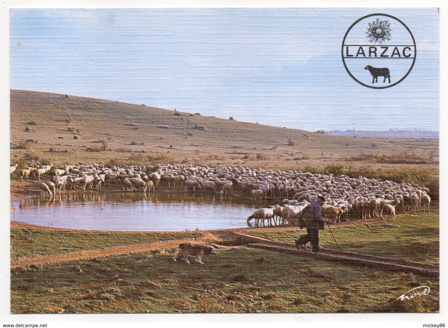 Causse Du Larzac -- Troupeau De Brebis à La "lavogne" (animée,chien,moutons )--carte Toilée - Elevage