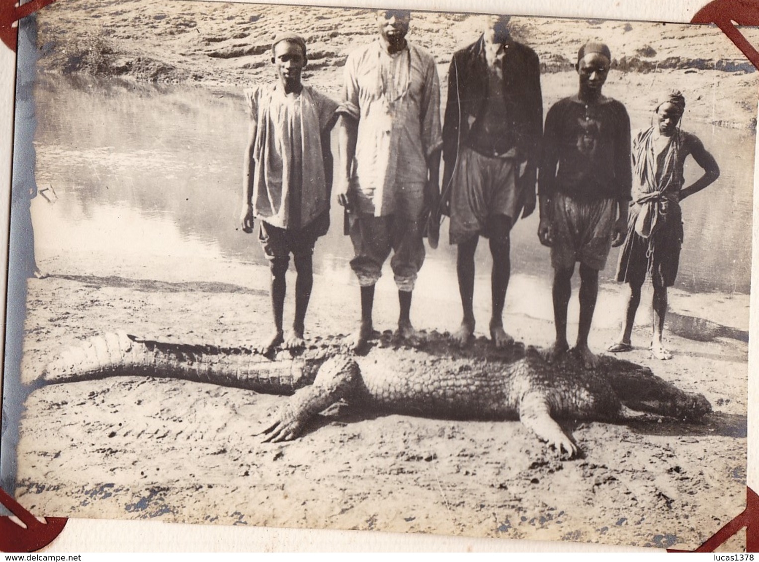 MAGNIFIQUE CARNET AVEC  16 GRANDES PHOTOS ANCIENNES 17X12  / CHASSE / TROPHEES / CROCODILE / CHASSEURS / RARE ++ - Afrique