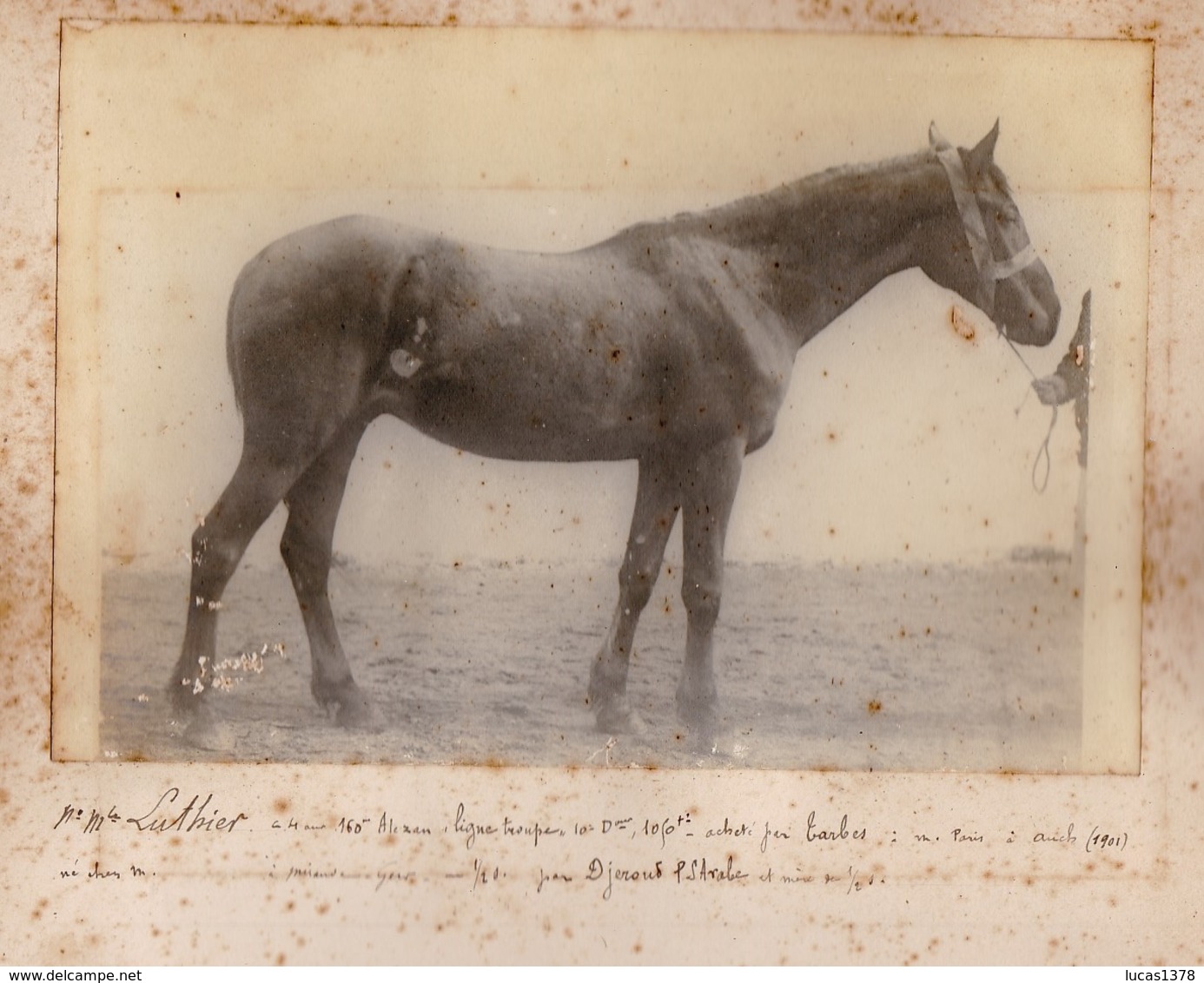 MAGNIFIQUE ALBUM PHOTO DE CHEVAUX  / HARAS DRESSAGE CHEVAUX D ARMEE / HISTORIQUE DES CHEVAUX / A VOIR / RARE ++