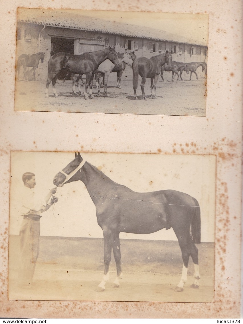 MAGNIFIQUE ALBUM PHOTO DE CHEVAUX  / HARAS DRESSAGE CHEVAUX D ARMEE / HISTORIQUE DES CHEVAUX / A VOIR / RARE ++