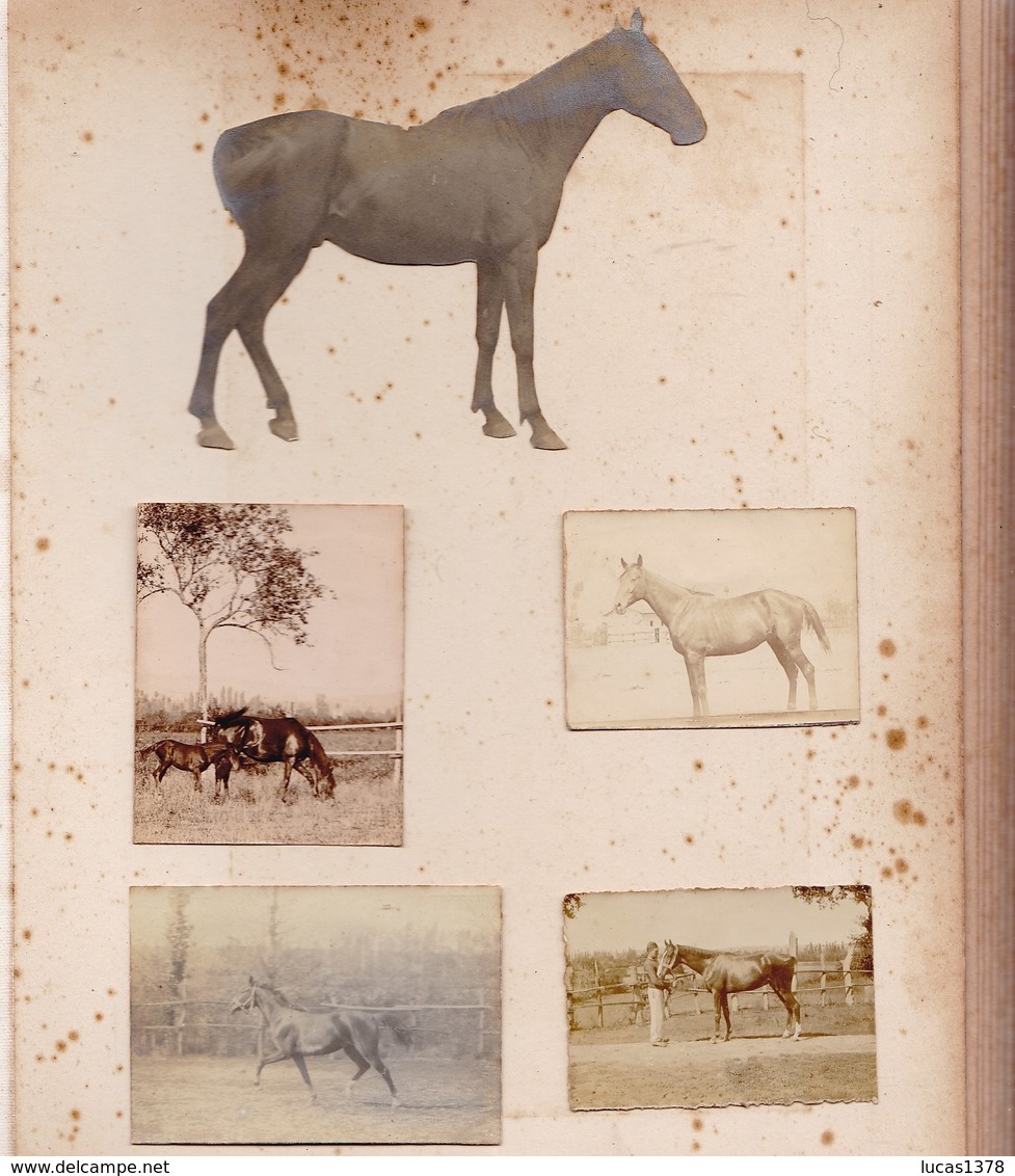 MAGNIFIQUE ALBUM PHOTO DE CHEVAUX  / HARAS DRESSAGE CHEVAUX D ARMEE / HISTORIQUE DES CHEVAUX / A VOIR / RARE ++