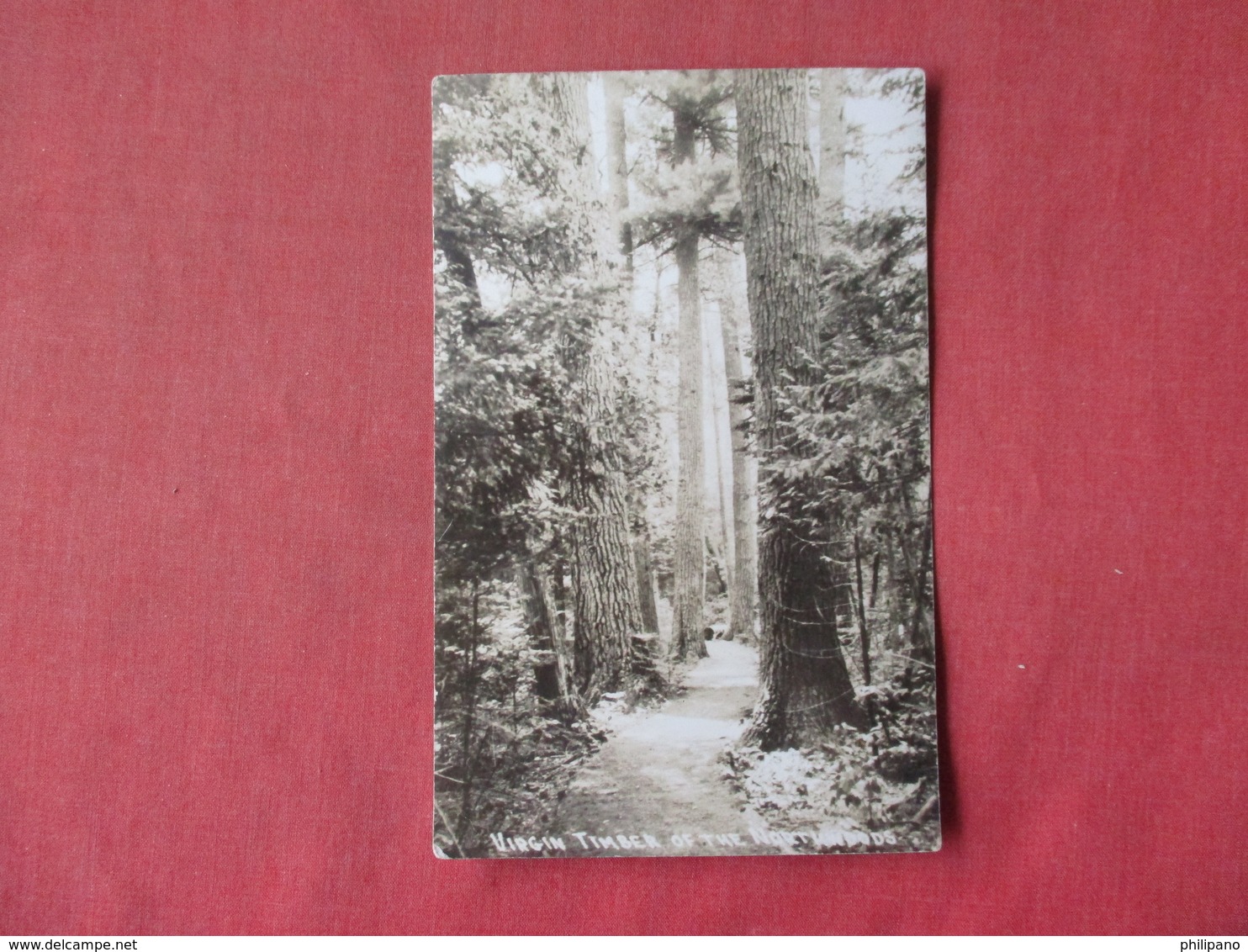 RPPC Virgin Timber Of The   Northwoods   Ref 3162 - Trees