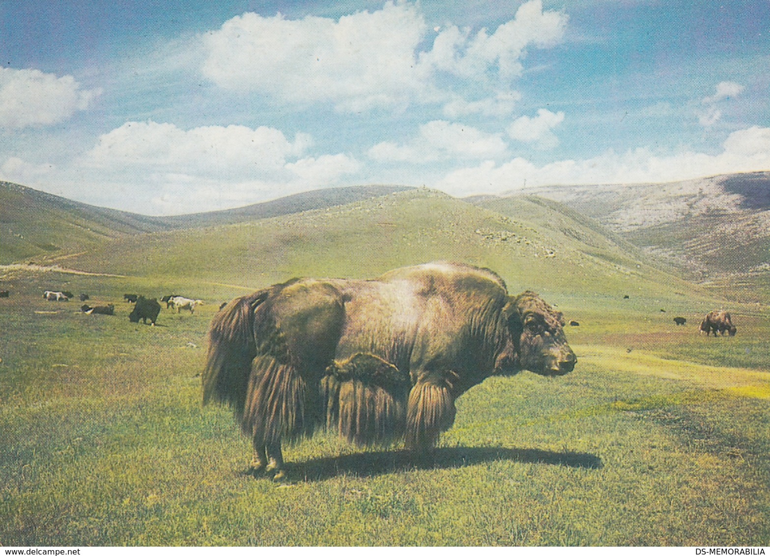Mongolia Buffalo - Mongolië
