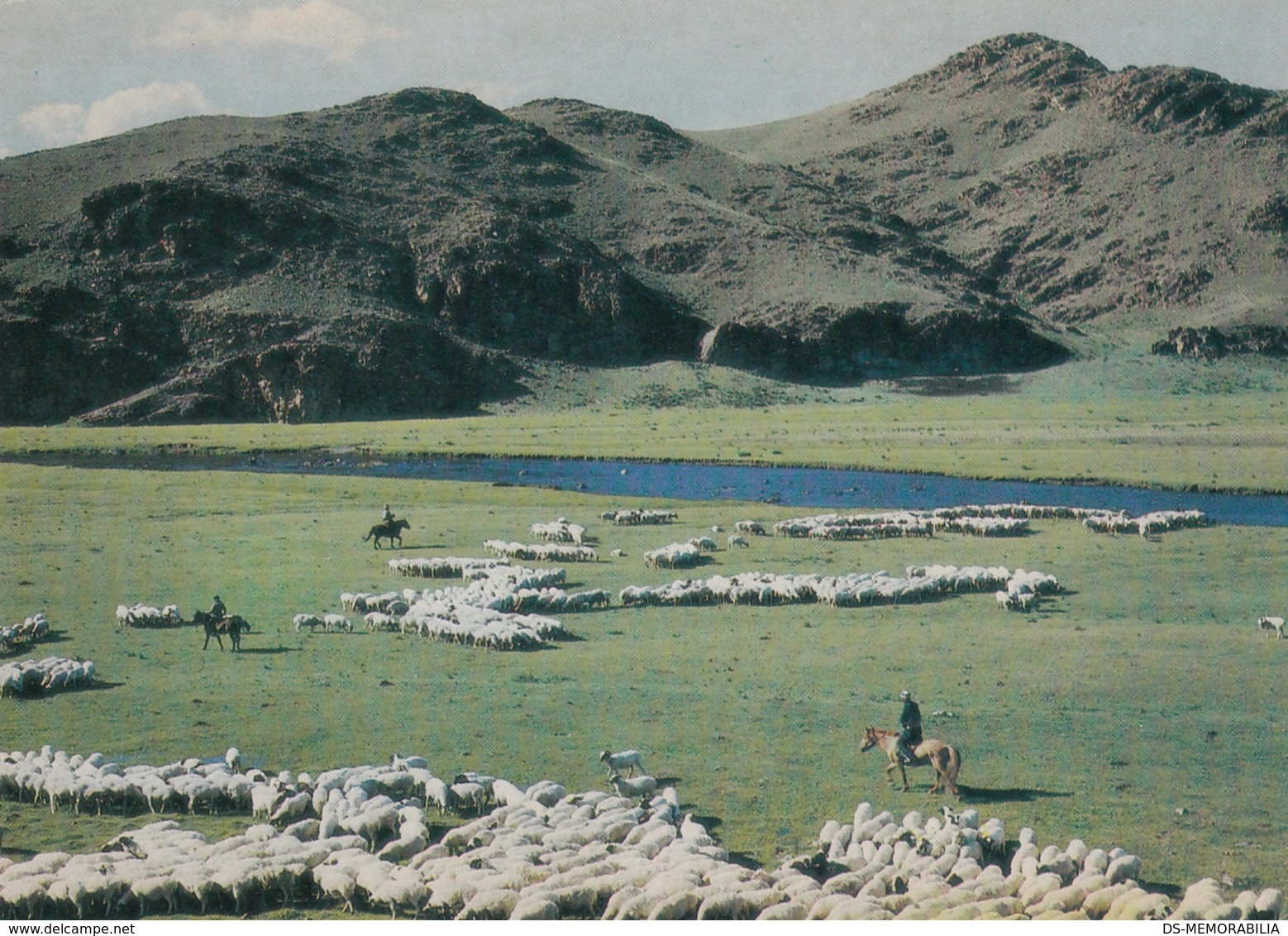 Mongolia Sheep Herds - Mongolië