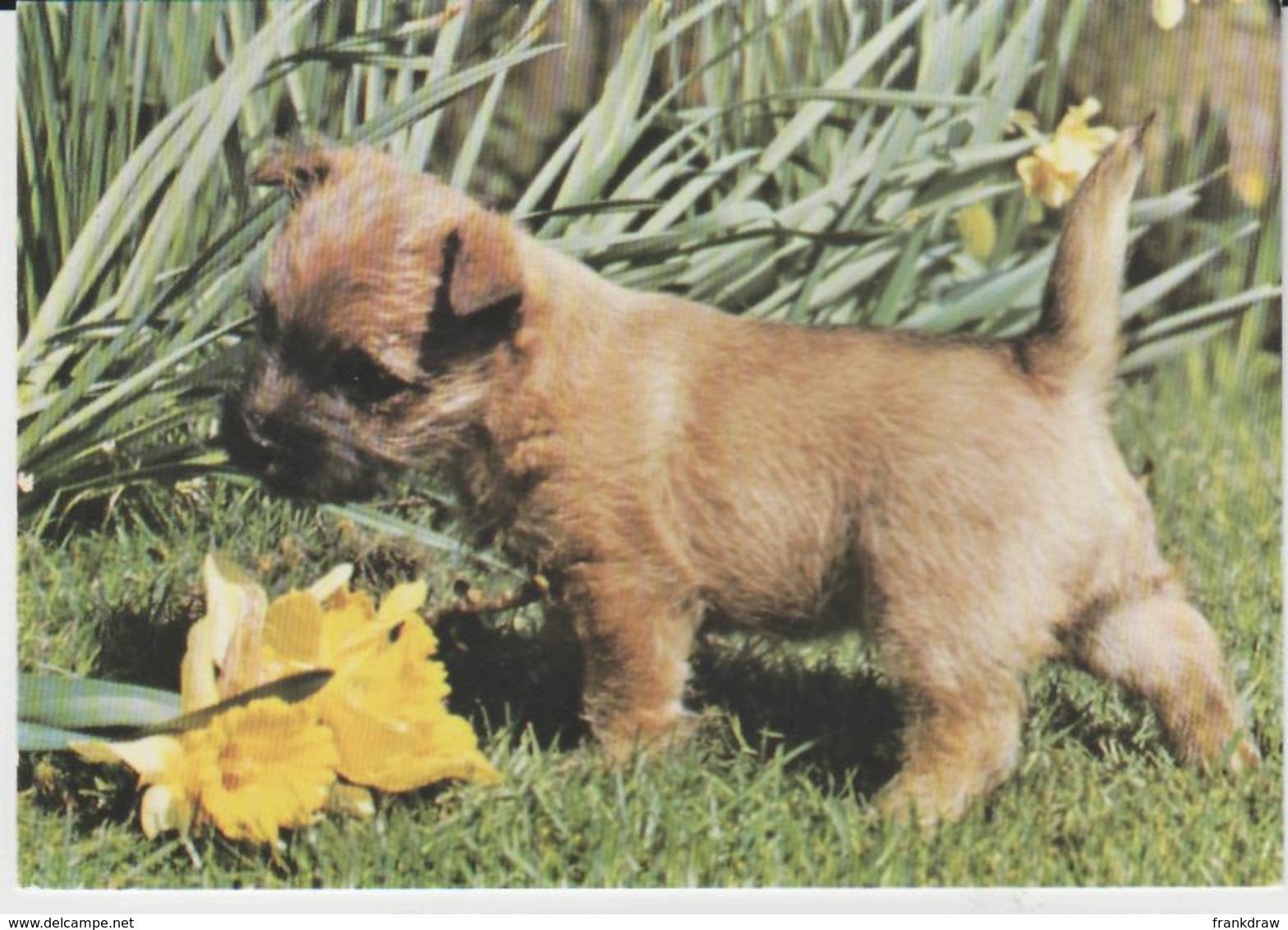 Postcard - What A Nice Little Fellow, Card No..f033201l - Unused Very Good - Unclassified