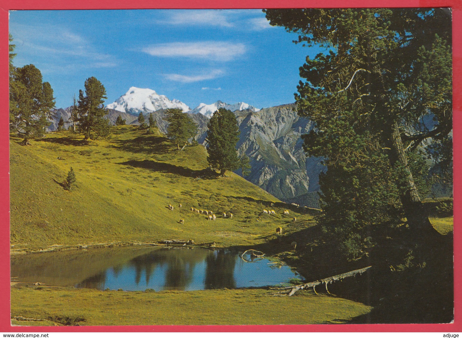 ARVENWALD Von JUATA Mit Blick Auf Ortiergruppe , Val Müstair * Ann.70*  2 SCANS *** - Val Müstair