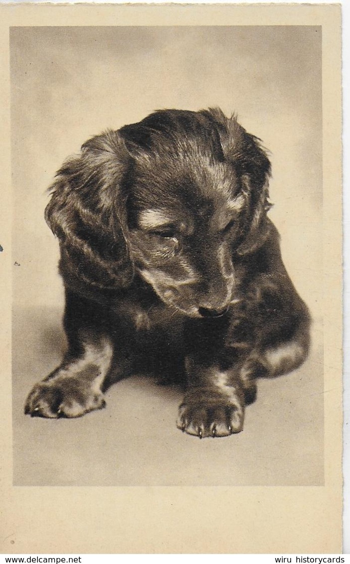 AK 0160  Hundewelpe - Motiv Um 1930 - Dogs