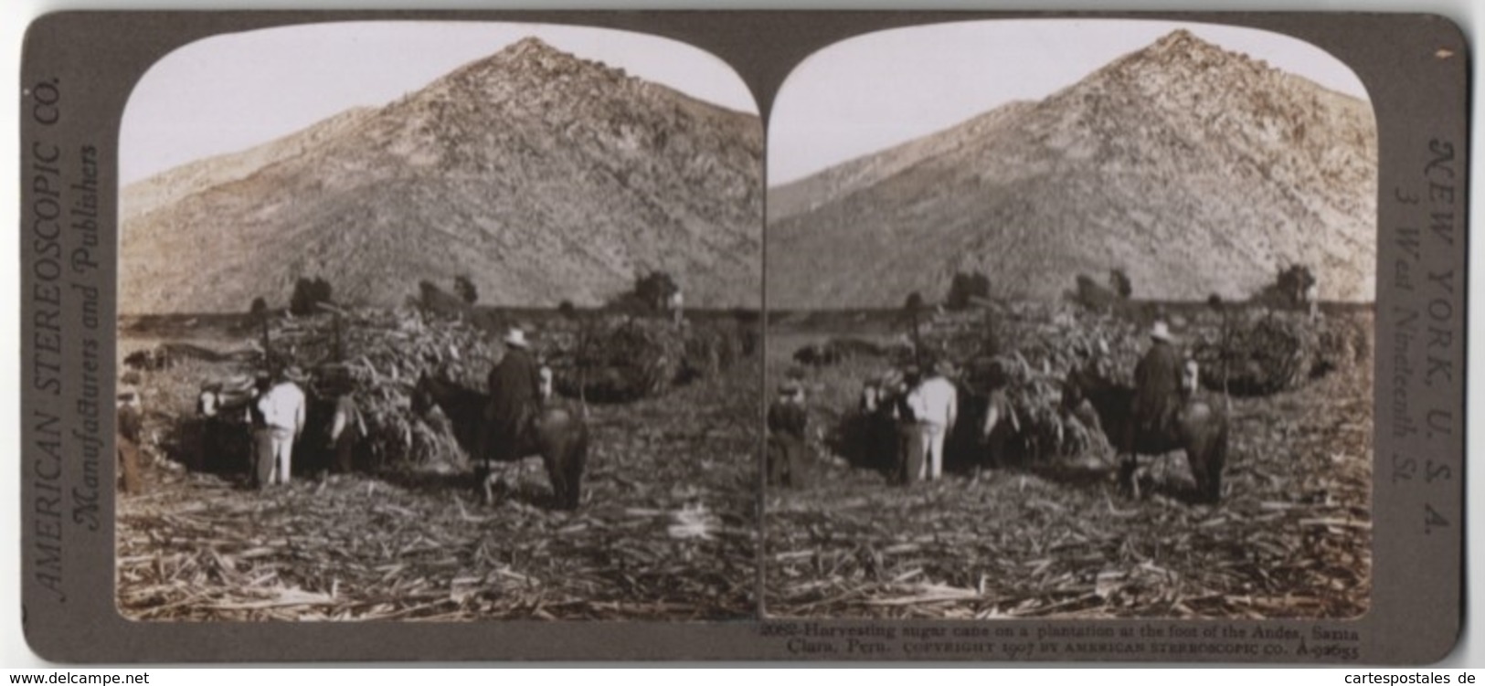 Stereo-Fotografie American Stereoscopic Co., New York, Ansicht Santa Clara, Peru, Zuckerrohr-Ernte Am Fusse Der Anden - Photos Stéréoscopiques