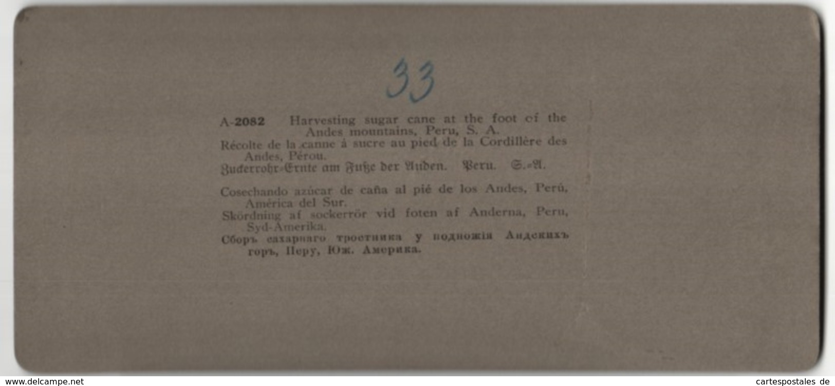 Stereo-Fotografie American Stereoscopic Co., New York, Ansicht Santa Clara, Peru, Zuckerrohr-Ernte Am Fusse Der Anden - Photos Stéréoscopiques