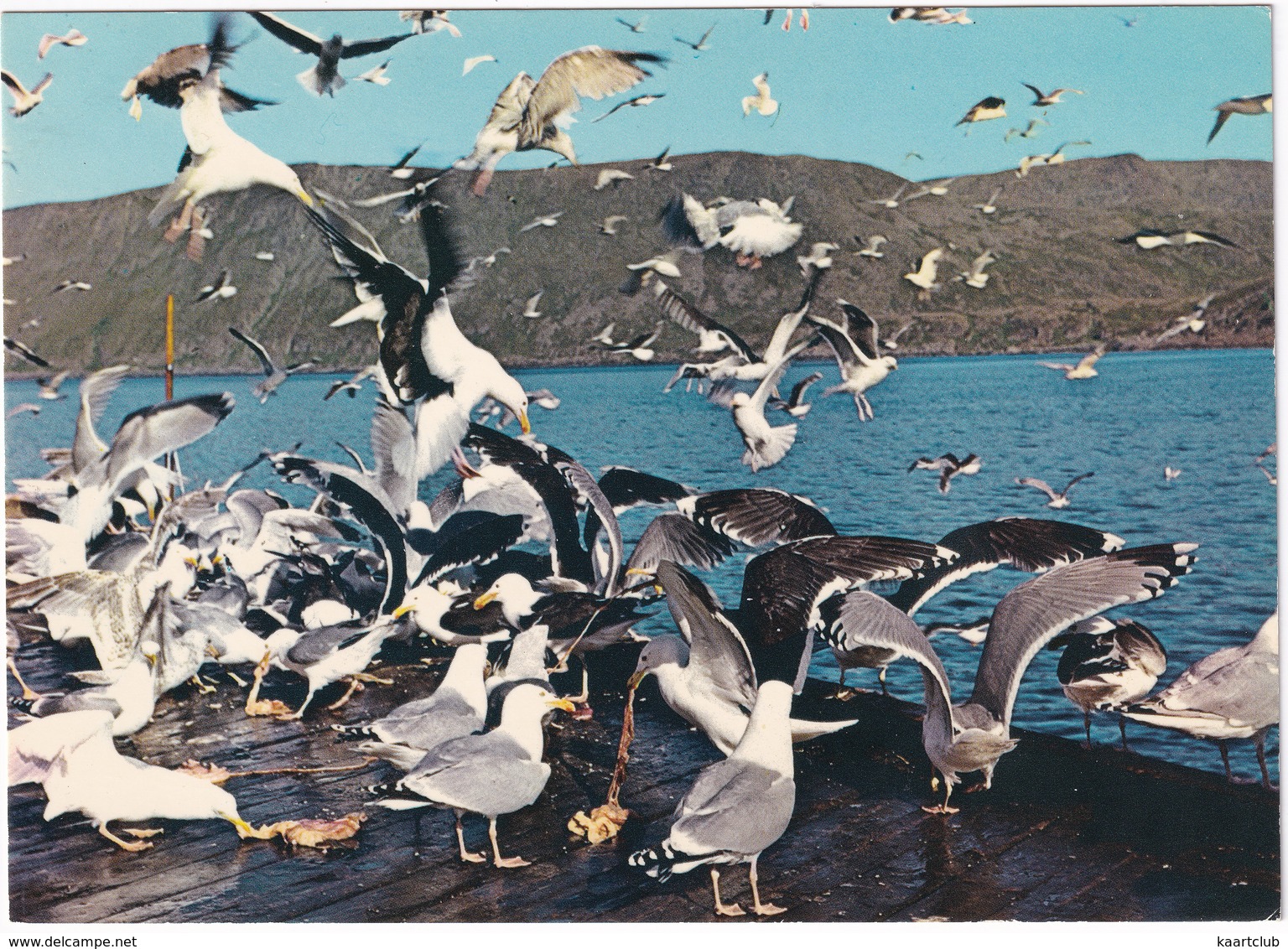 Norway - Seagulls - Maker - Norge -  (Norge - Norway) - Noorwegen