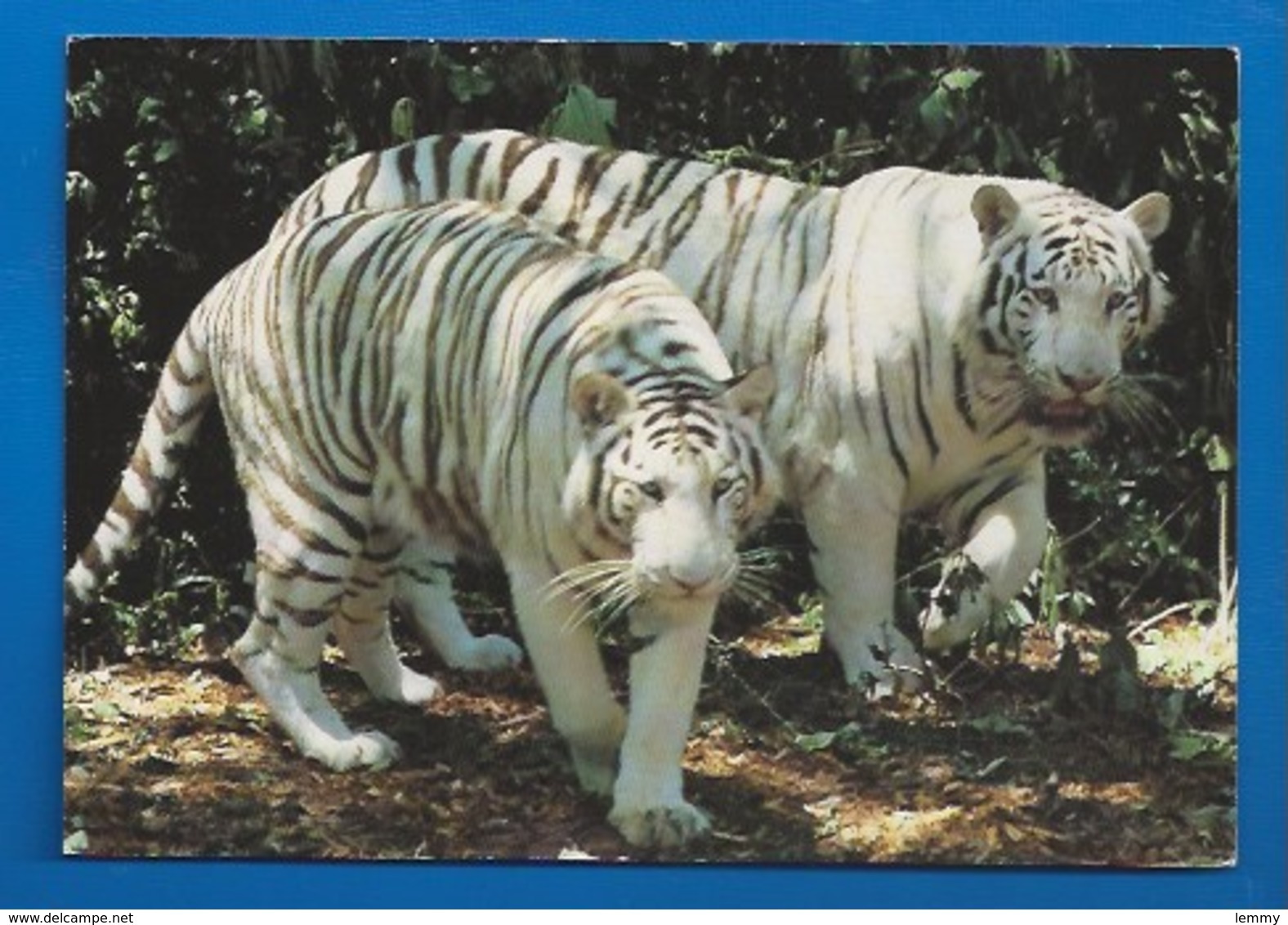 ANIMAUX - 41 - SAINT-AIGNAN - ZOO DE BEAUVAL -  TIGRES BLANCS - PUBLICITÉ VERSO - Tigres