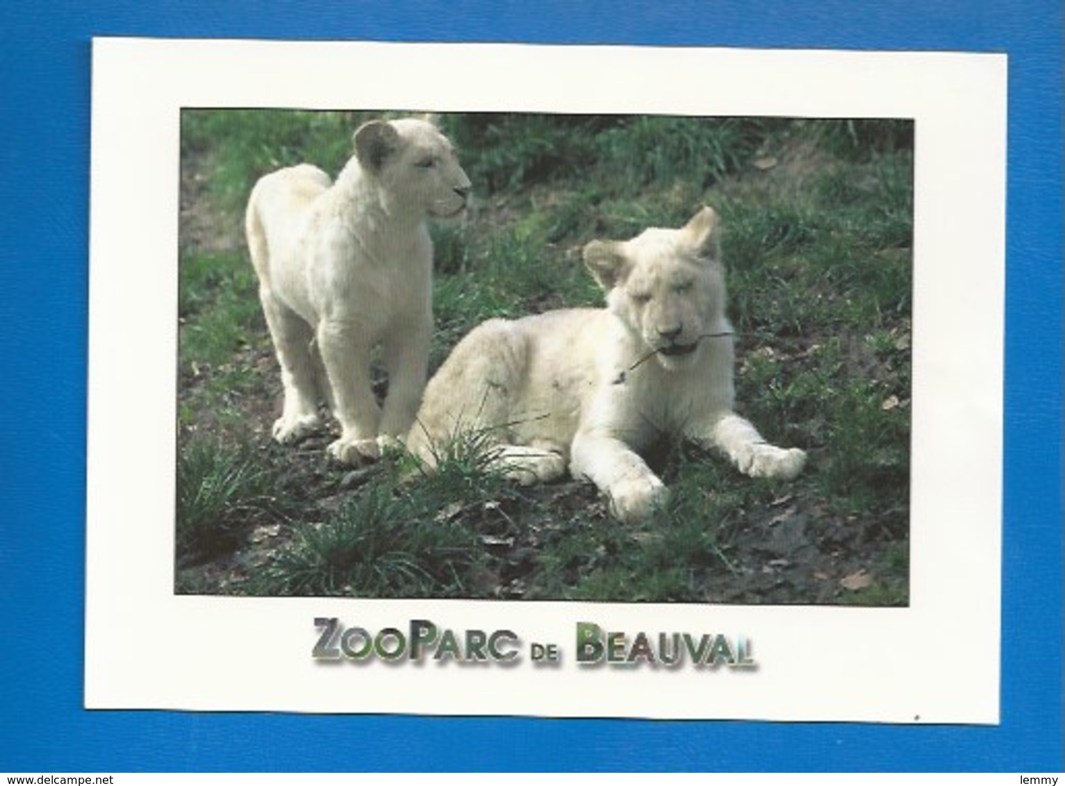 ANIMAUX - 41 - SAINT-AIGNAN - ZOO DE BEAUVAL - BÉBÉS LIONS BLANCS: MAGDA ET SASKIA, NÉS À BEAUVAL - Lions