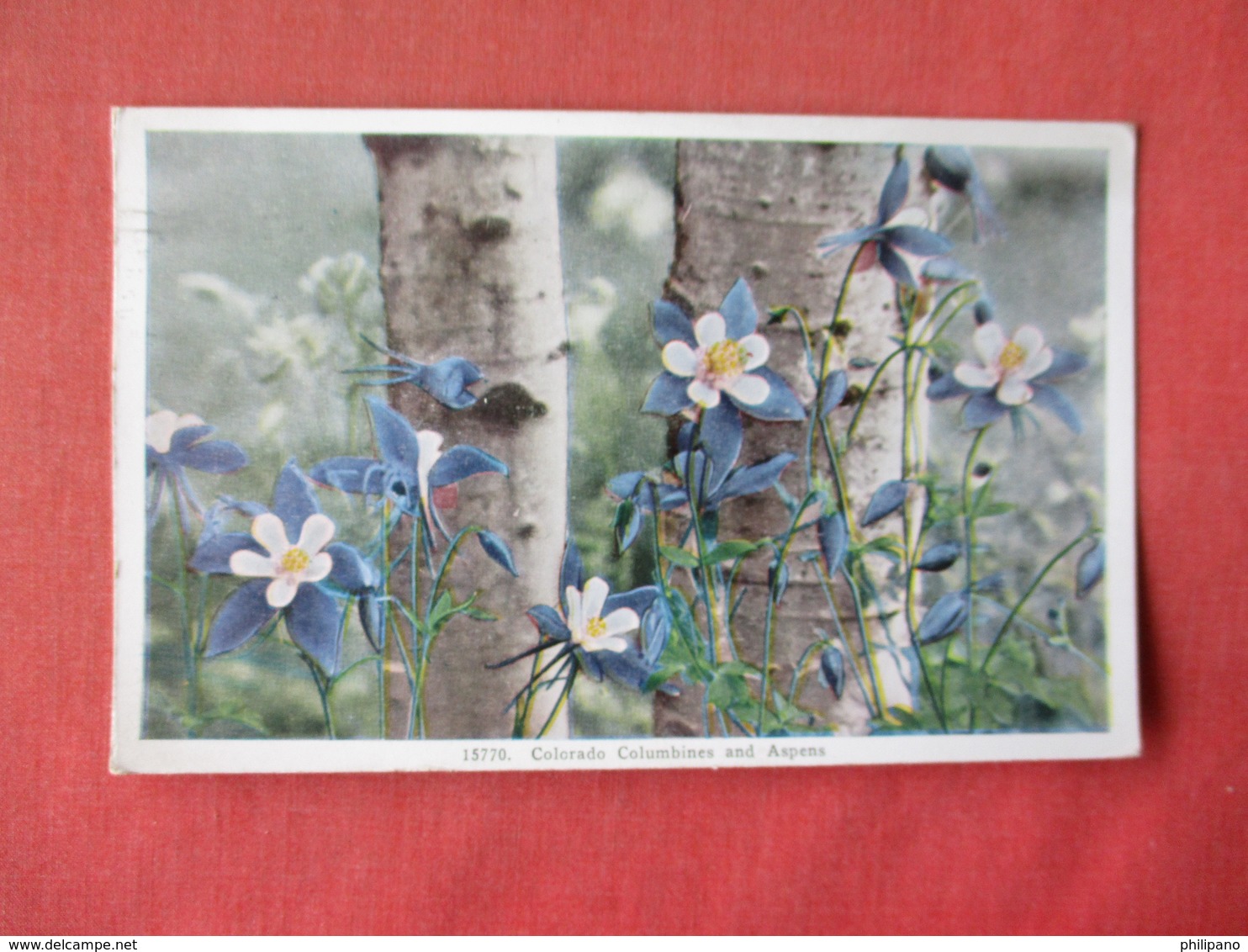 Colorado  Columbines & Aspens -    Ref 3164 - Other & Unclassified