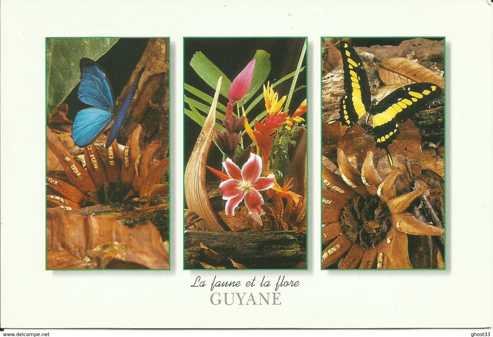 CARTE POSTALE - GUYANE - La Faune - Papillons - Morpho Ménélaus / Papilio Thaos - Editions PLUME VERTE - Autres & Non Classés