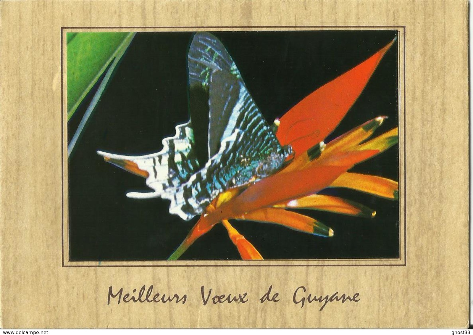 CARTE POSTALE PORTEFEUILLE - GUYANE - Papillons - Yrania Leilas - Editions G. DELABERGERIE - Autres & Non Classés