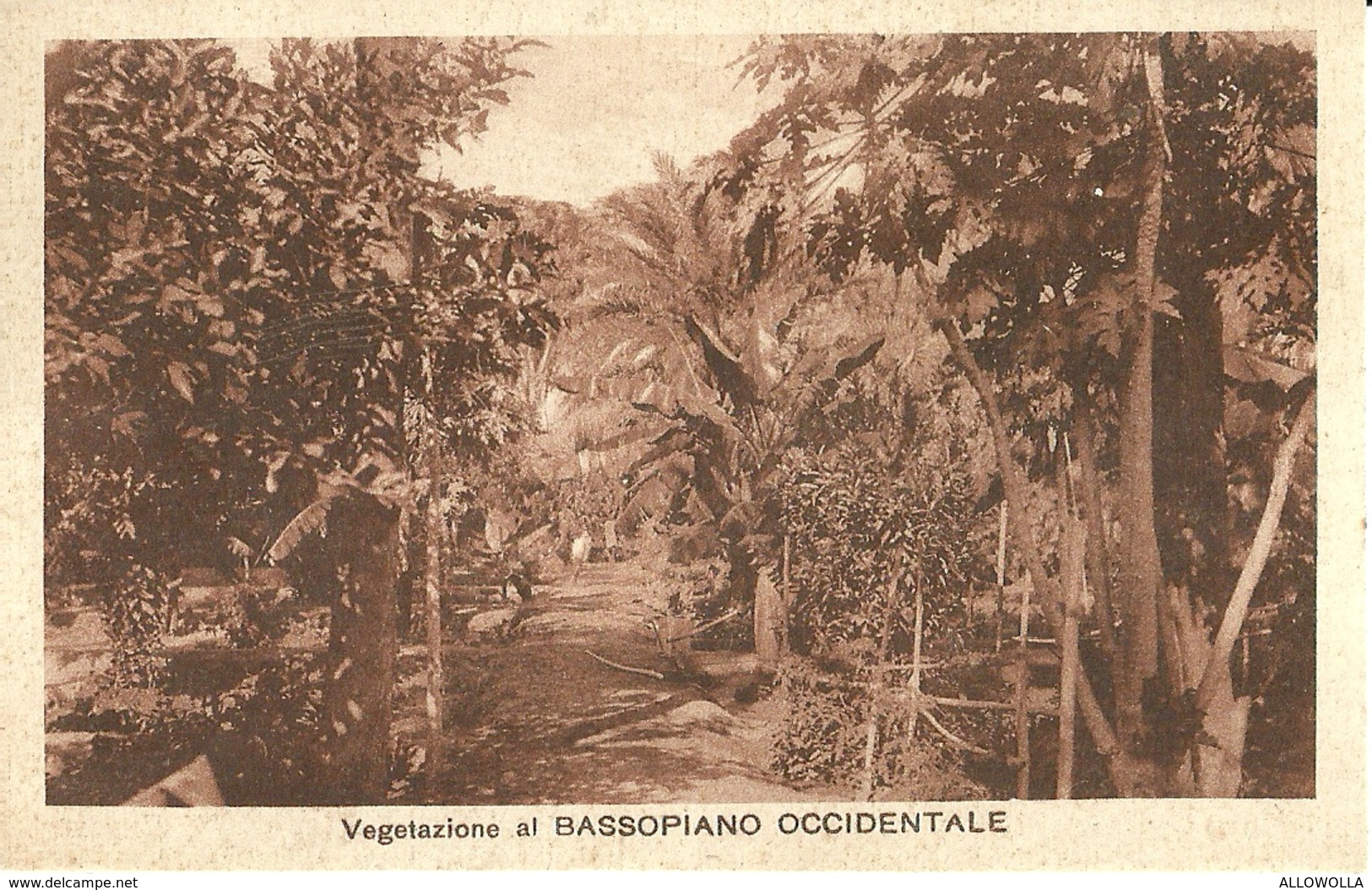 2620 " VEGETAZIONE AL BASSOPIANO OCCIDENTALE " CART. POST.  ORIG.  NON SPED. - Eritrea