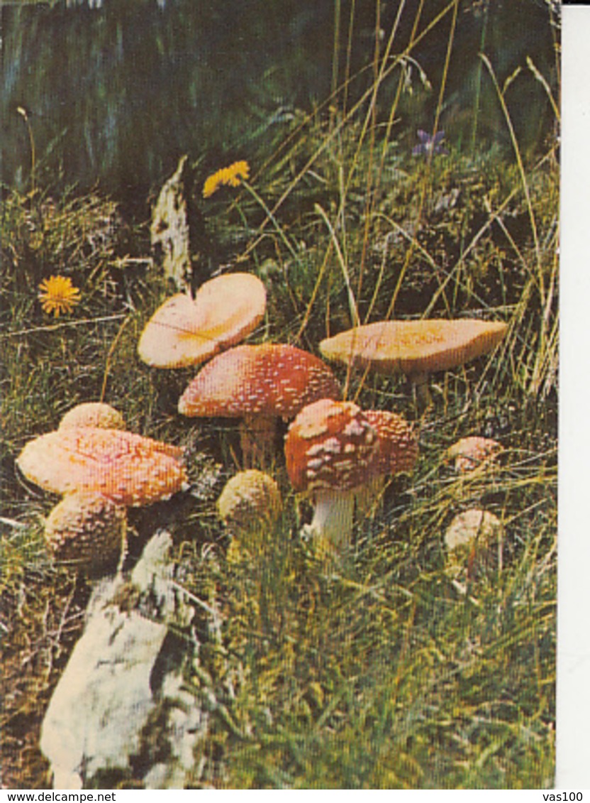 CPA PLANTS, MUSHROOMS - Champignons