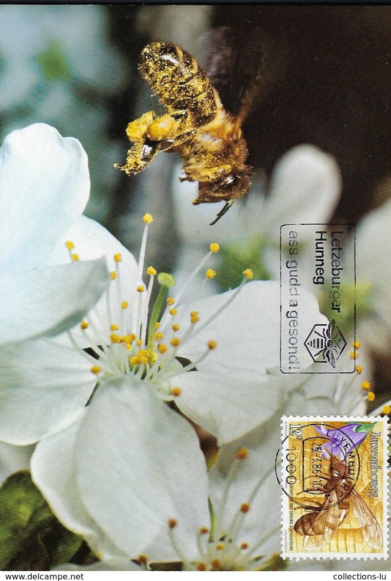 Abeille Domestique  -  Honigbiene  -  Honey Bee    ( Michel 1148 ) - Cartes Maximum