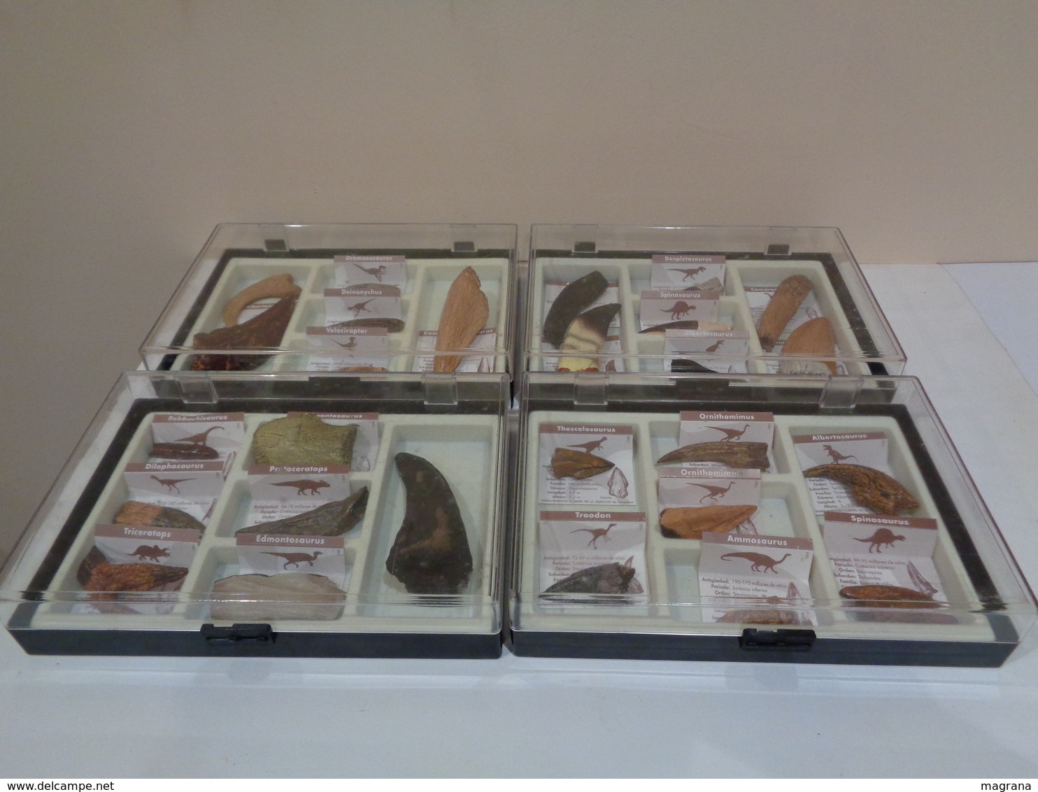 Colección De 27 Replicas De Garras Y Dientes Fósiles De Dinosaurios En 4 Estuches. Marca Geofin-Italy. - Fossielen