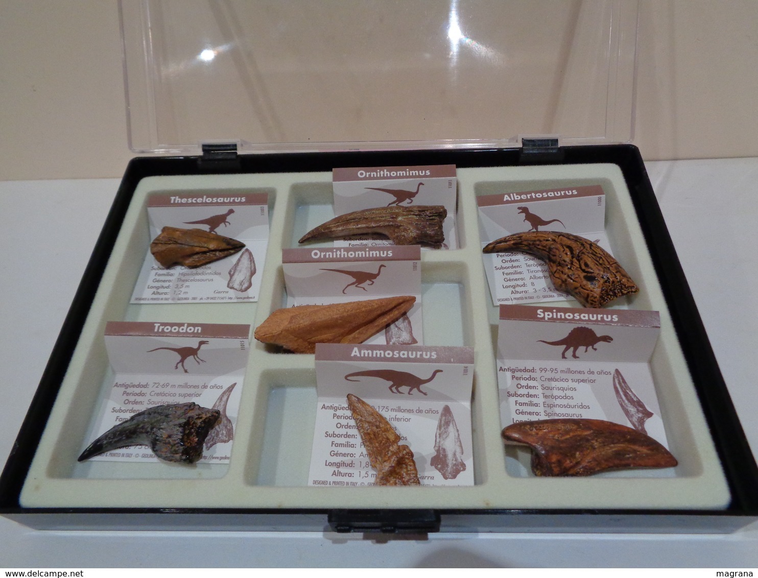 Colección De 27 Replicas De Garras Y Dientes Fósiles De Dinosaurios En 4 Estuches. Marca Geofin-Italy. - Fossielen