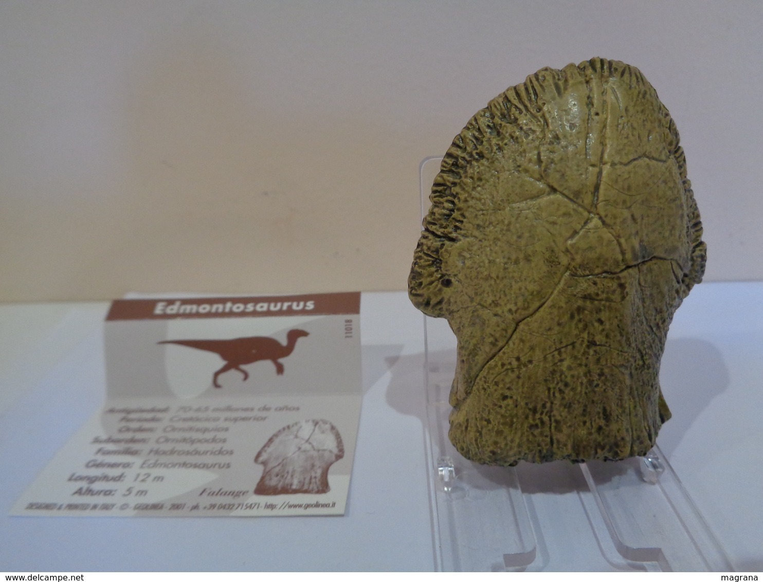 Colección de 27 replicas de garras y dientes fósiles de dinosaurios en 4 estuches. Marca Geofin-Italy.