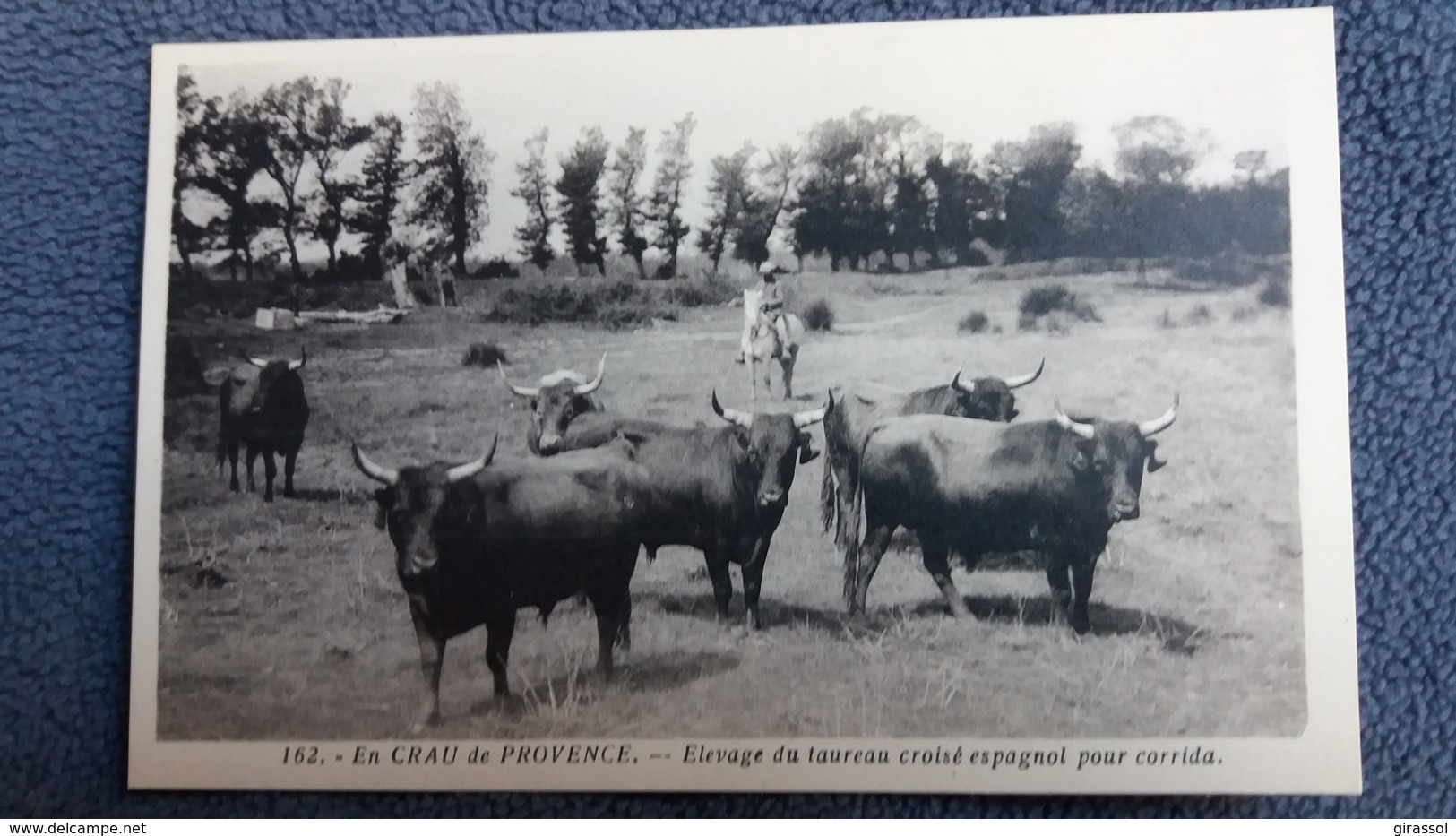 CPA EN CRAU DE PROVENCE CAMARGUE ? ELEVAGE DU TAUREAU CROISE ESPAGNOL POUR CORRIDA PHOTO GEORGE ARLES 162 - Taureaux