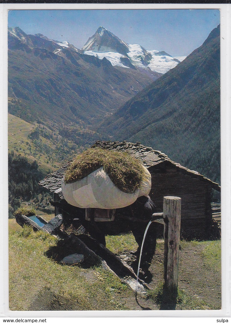 Val D'Hérens, Evolène. Fenaison, Mulet. Heuernte, Muli - Evolène