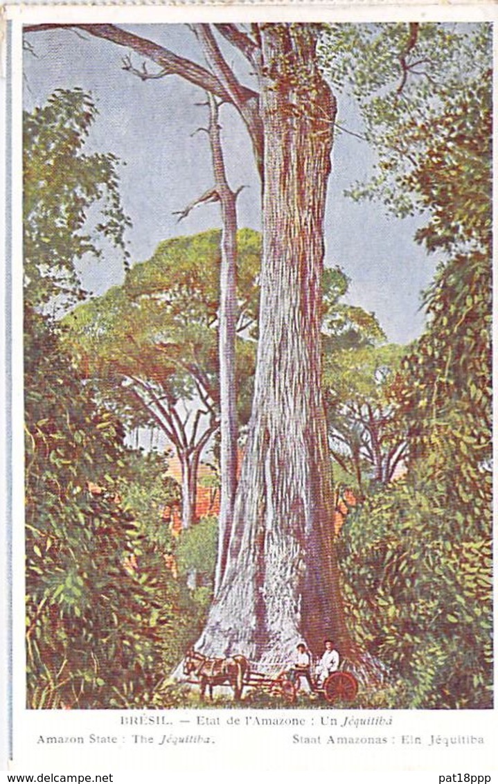 BRASIL Brazil Brésil - AMAZONE : Un Jéquiliba - CPA Colorisée  / Tree Arbre Bome Boom Albero árbol - Autres