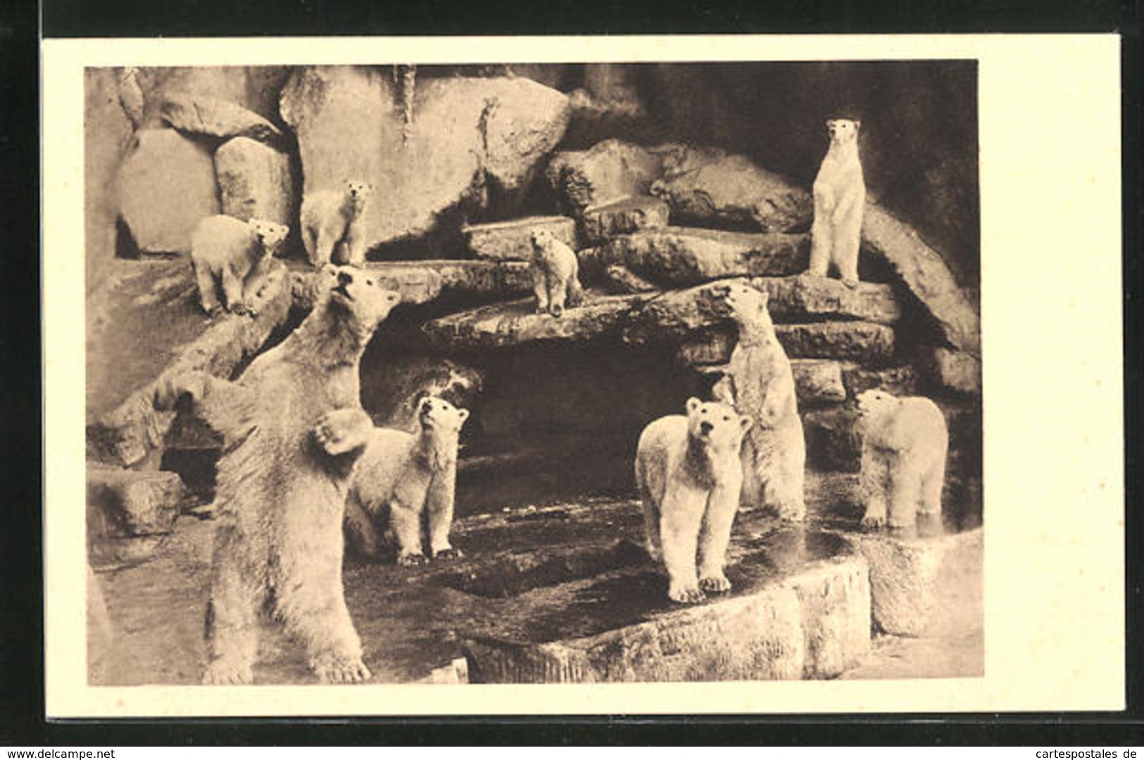 AK Hamburg-Stellingen, Carl Hagenbeck`s Tierpark, Eisbärenschlucht - Ours